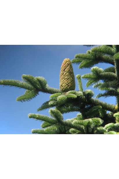 Шишки ялиці високорослої: великі, декоративні, розташовані вертикально на гілках.